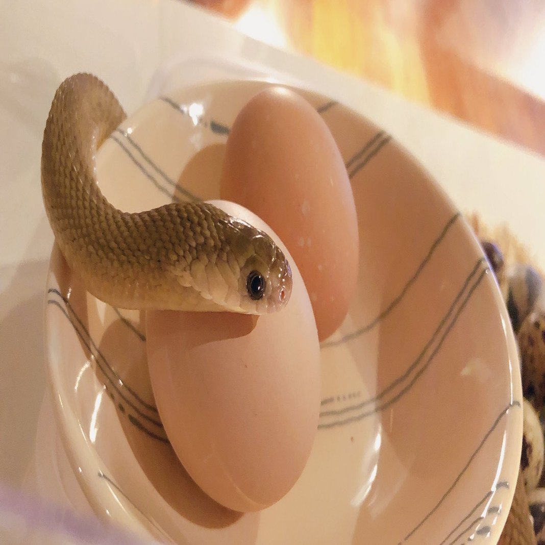 へびは寝てるのか起きてるのかわからない たまごへび Note