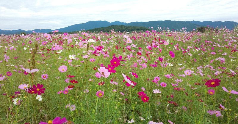 62歳～66歳のIPA情報処理技術者試験挑戦記（３）～情報セキュリティマネジメント試験編～