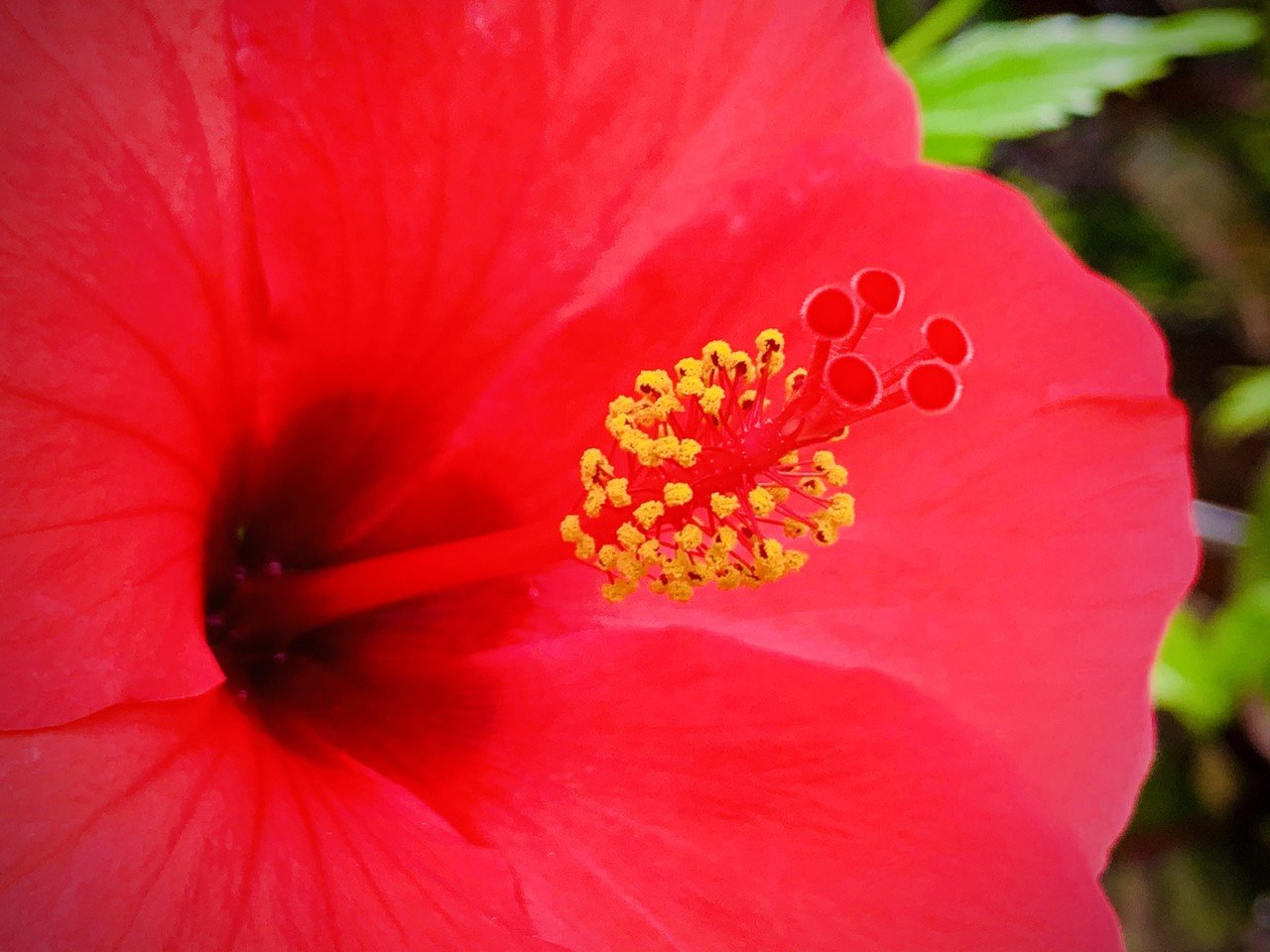 南国の花 南国の色 ミーちゃん In Okinawa Note