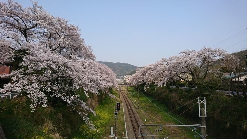 御殿場線 山北駅近くの桜並木で鉄道と桜を楽しむ トラベル キュレーター 名所 旧跡ガイド 村田 博之 Note