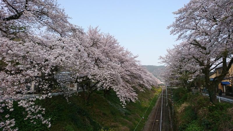 御殿場線 山北駅近くの桜並木で鉄道と桜を楽しむ トラベル キュレーター 名所 旧跡ガイド 村田 博之 Note