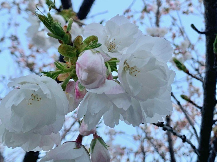 八重の吉野桜です。ひとつひとつが華やかです。