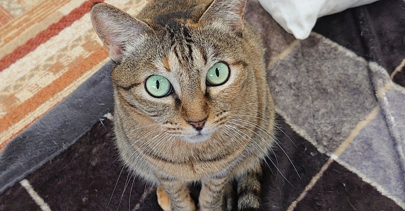鎌倉店 麦わら猫のミーア おうちでにゃんくる 譲渡型猫カフェにゃんくる Note