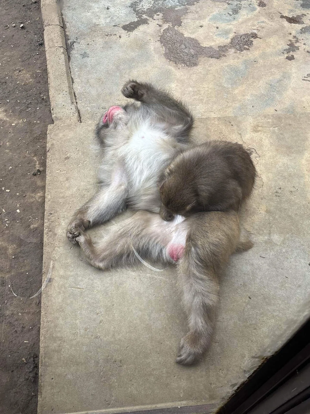 お猿が大人気｜fuff