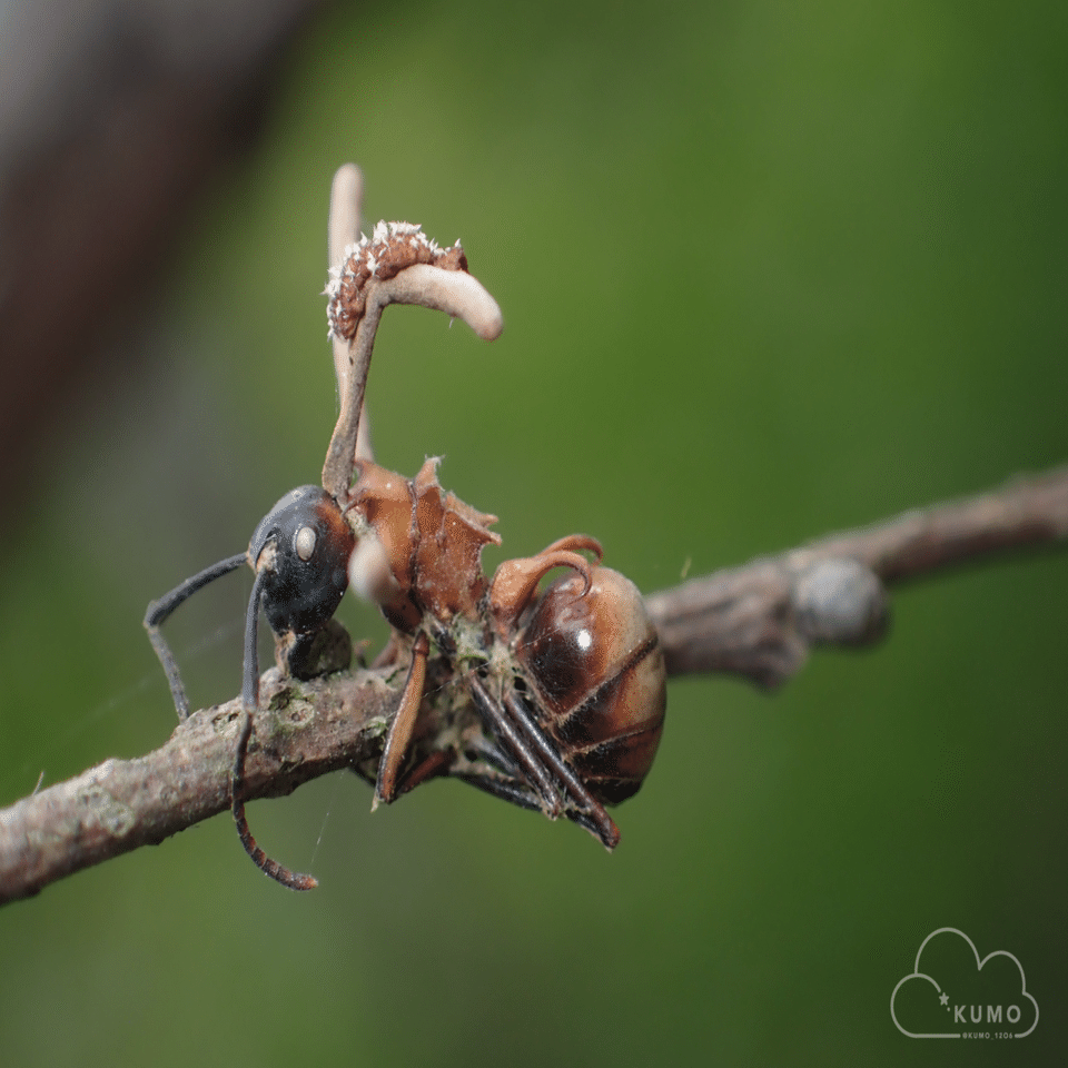 8/3 冬虫夏草・昆虫・その他自然観察｜くもさん