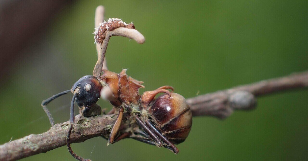 8/3 冬虫夏草・昆虫・その他自然観察｜くもさん