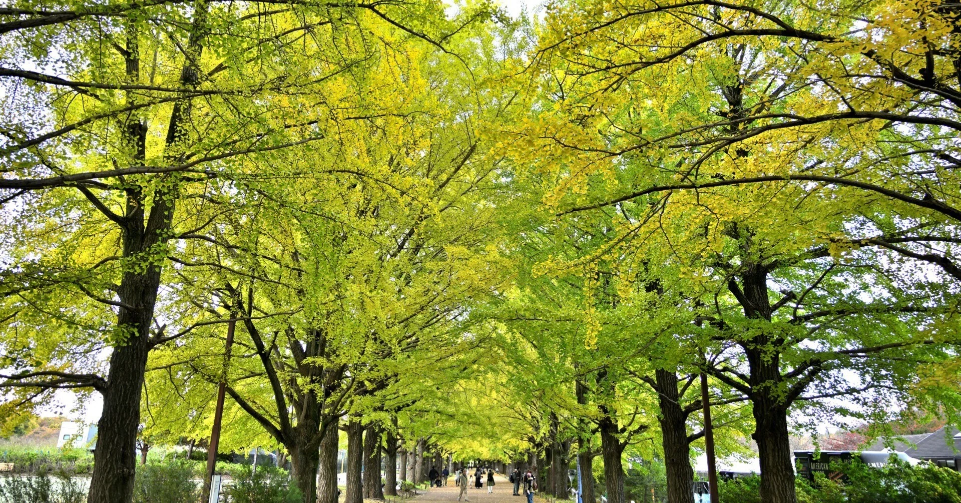 昭和記念公園へ銀杏並木を撮りに行った話｜VINCENT2GB
