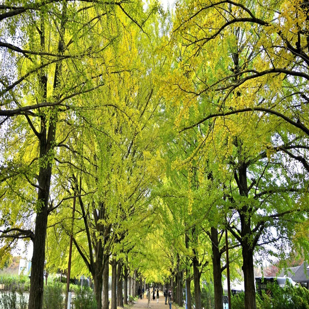 昭和記念公園へ銀杏並木を撮りに行った話｜VINCENT2GB