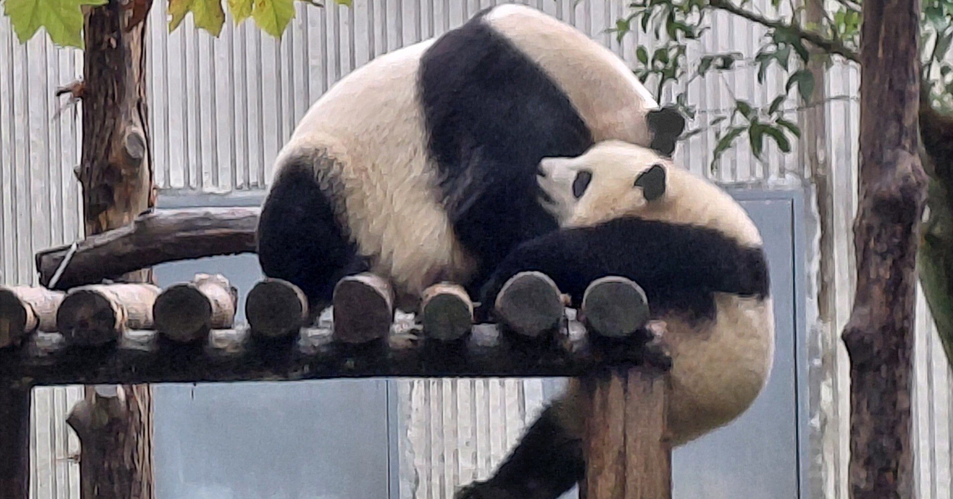 推しパンダに会いに行く旅-熊猫谷編（2025年11月）｜青陽