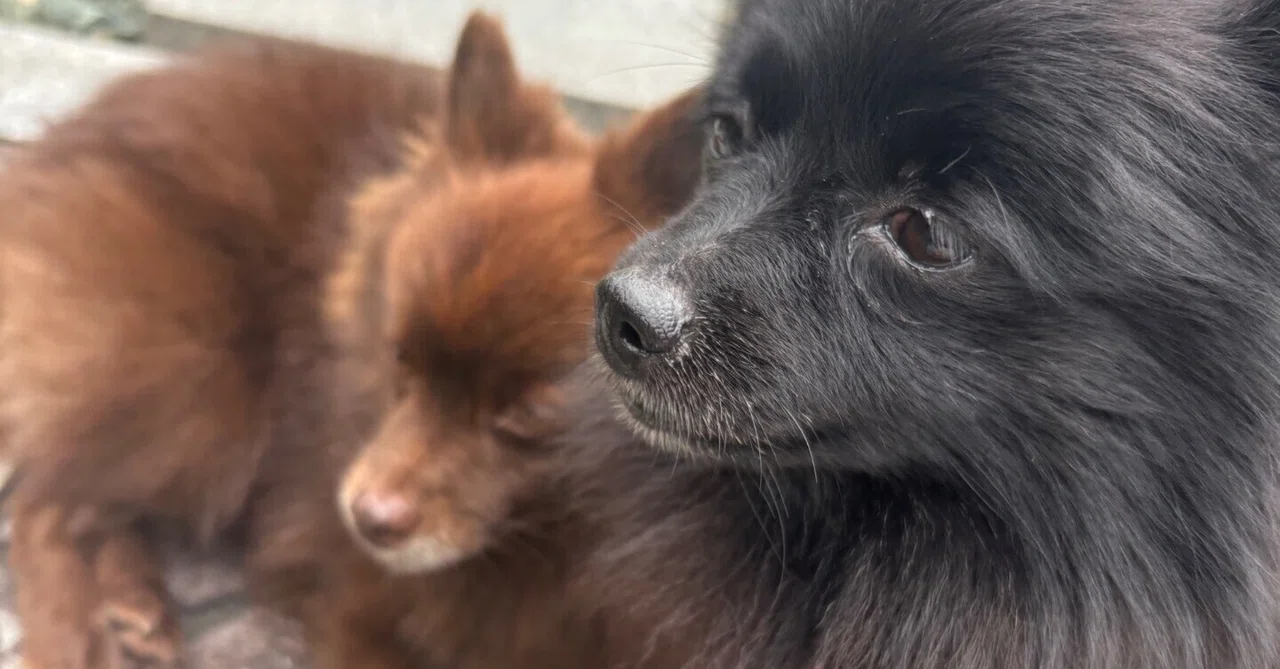 不安でなくハートの喜びを選んでよかった 元保護犬2匹との楽しい時間🐾〜ハッピーライティングマラソン#24｜心から「楽しい！」と感じる時間の ...