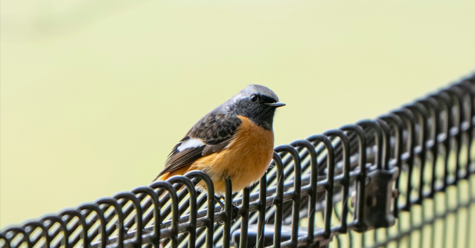 冬鳥が帰ってきたよ！｜METAL