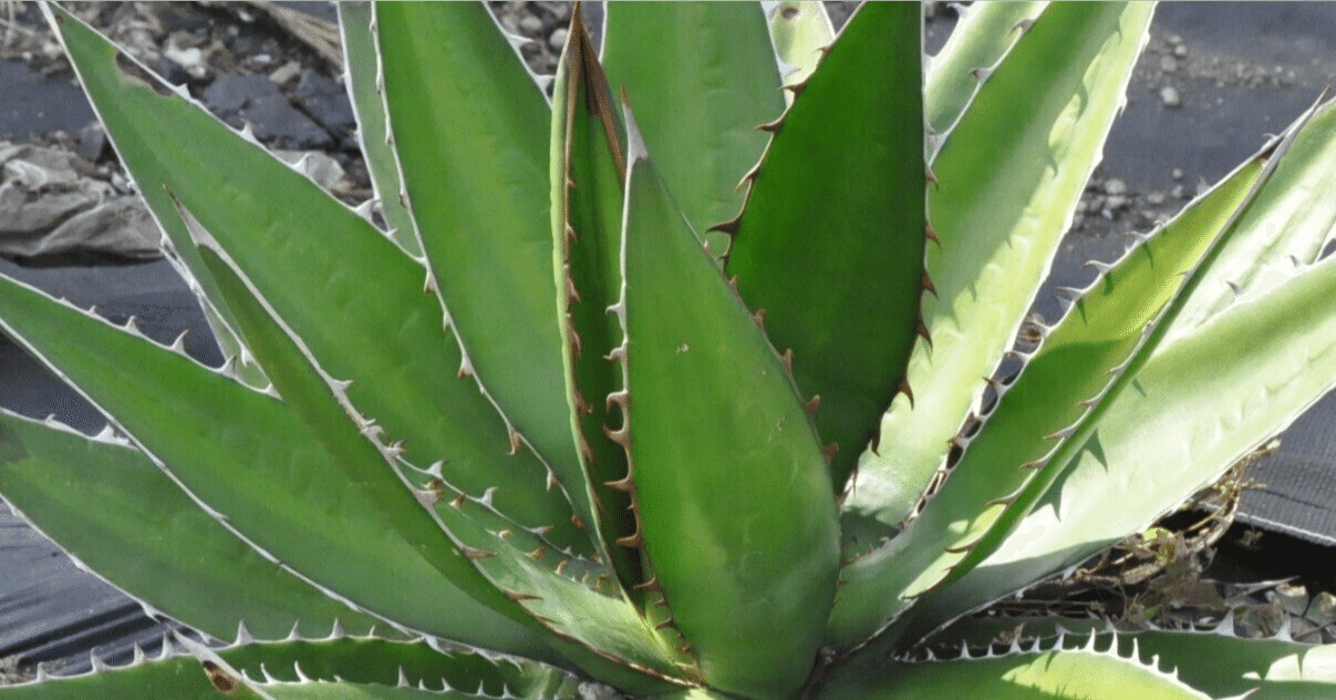 ド素人がロックガーデンにあこがれてアガベを買う③｜追加購入と笹の雪