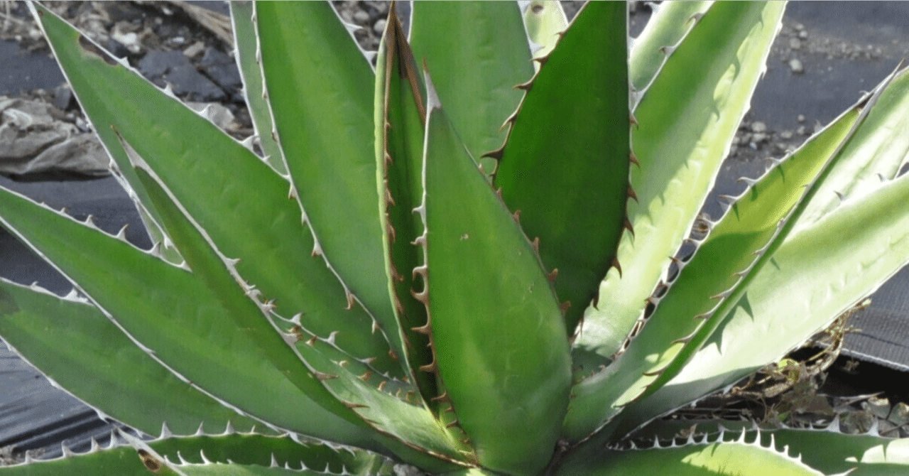 ド素人がロックガーデンにあこがれてアガベを買う③｜追加購入と笹の雪