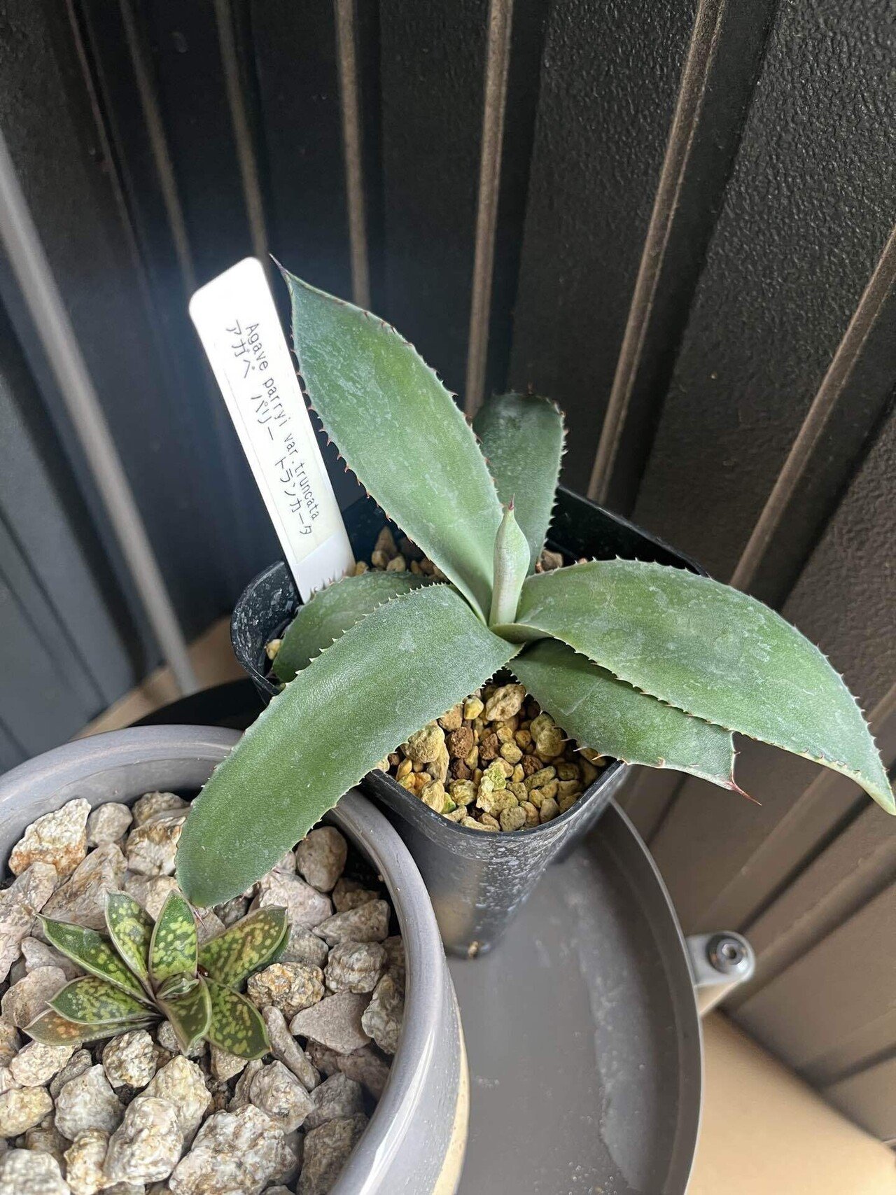 ド素人がロックガーデンにあこがれてアガベを買う③｜追加購入と笹の雪