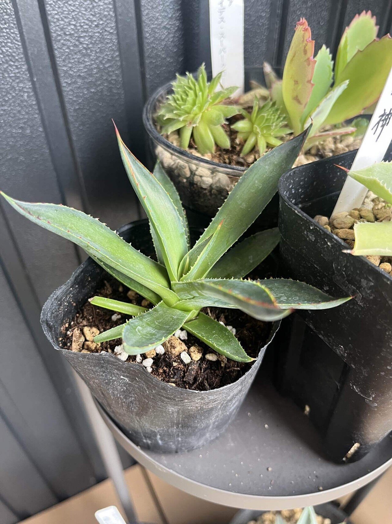 ド素人がロックガーデンにあこがれてアガベを買う③｜追加購入と笹の雪