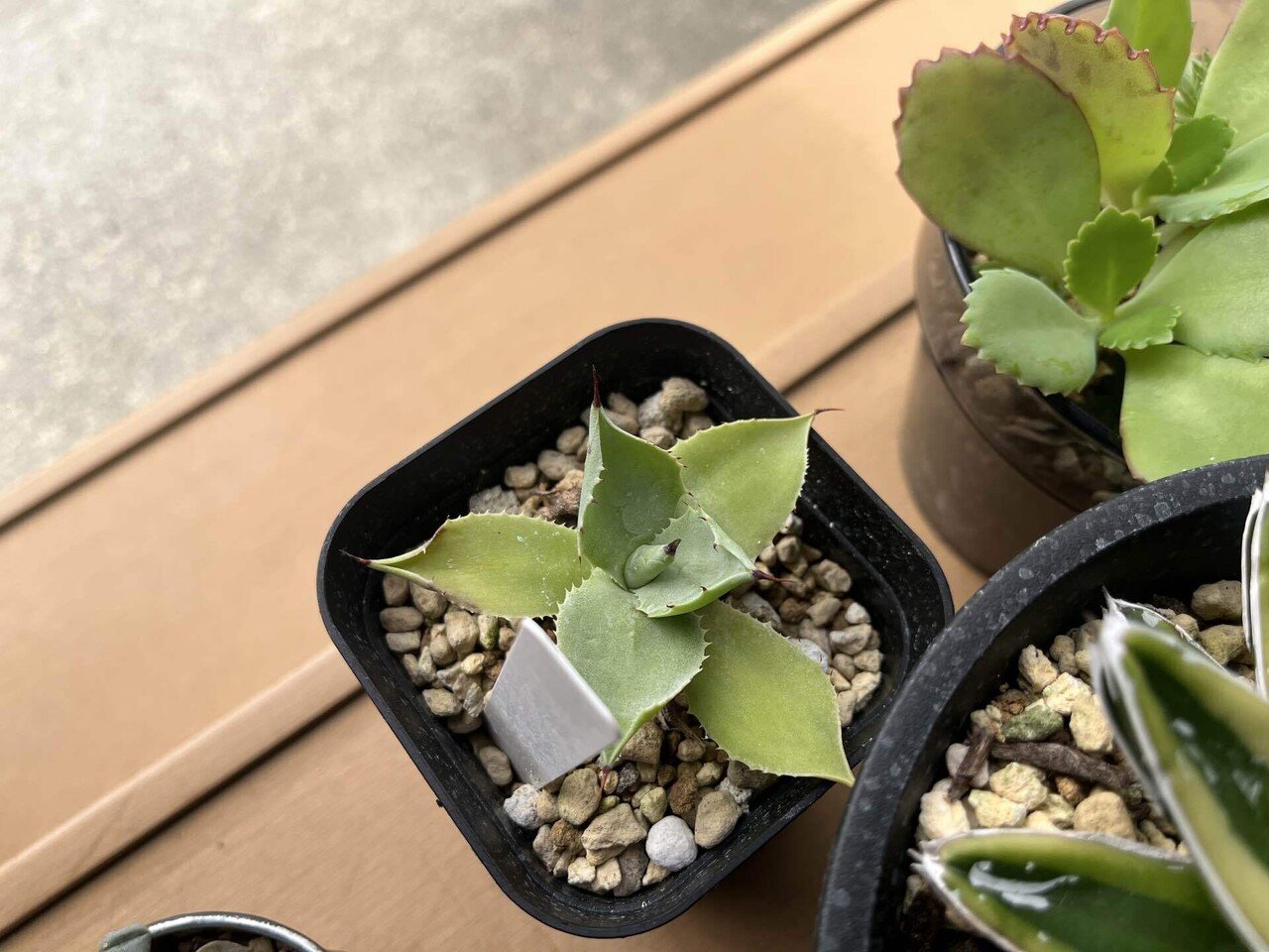 ド素人がロックガーデンにあこがれてアガベを買う③｜追加購入と笹の雪