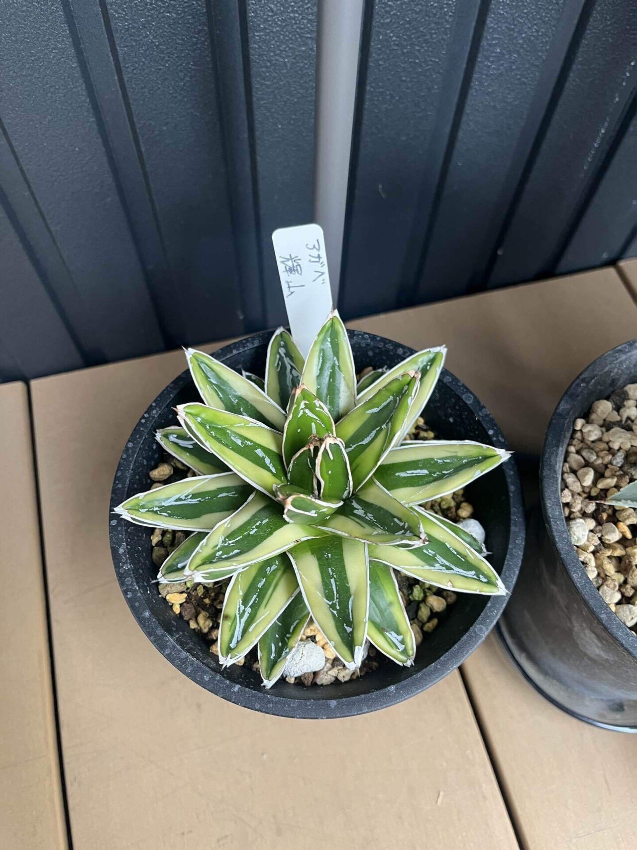 ド素人がロックガーデンにあこがれてアガベを買う③｜追加購入と笹の雪