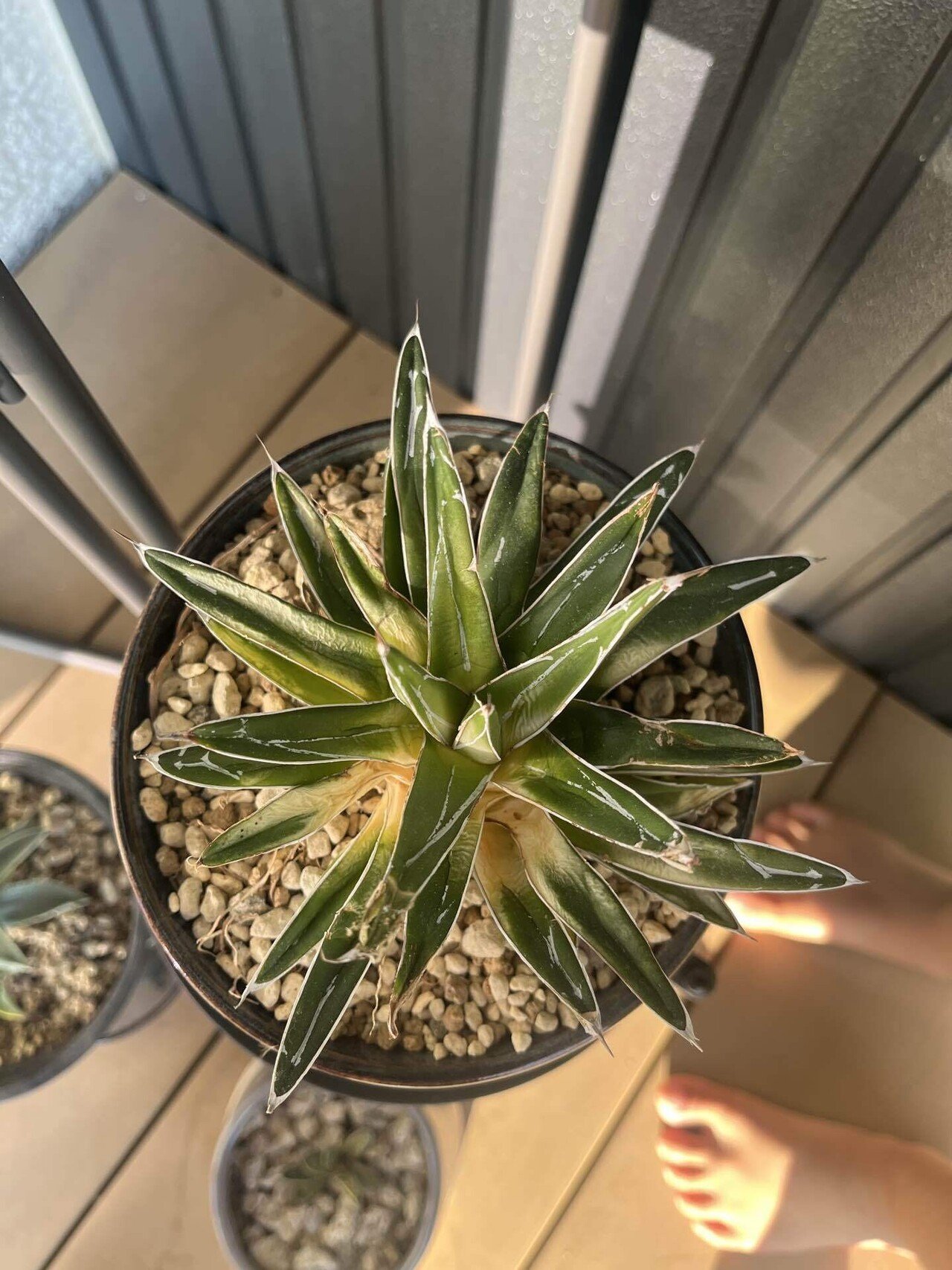 ド素人がロックガーデンにあこがれてアガベを買う③｜追加購入と笹の雪