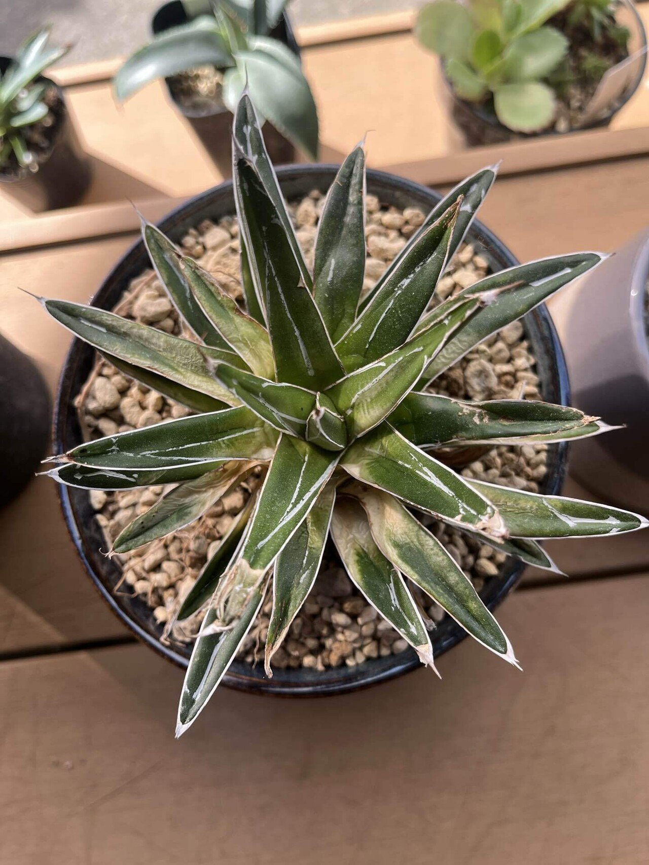 ド素人がロックガーデンにあこがれてアガベを買う③｜追加購入と笹の雪