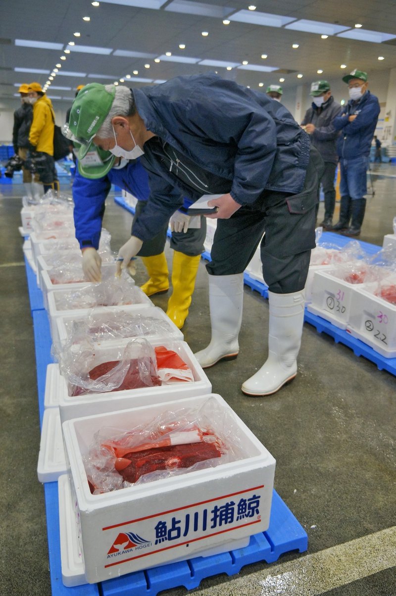 商業捕鯨のミンククジラ32年ぶり魚市場に (99)