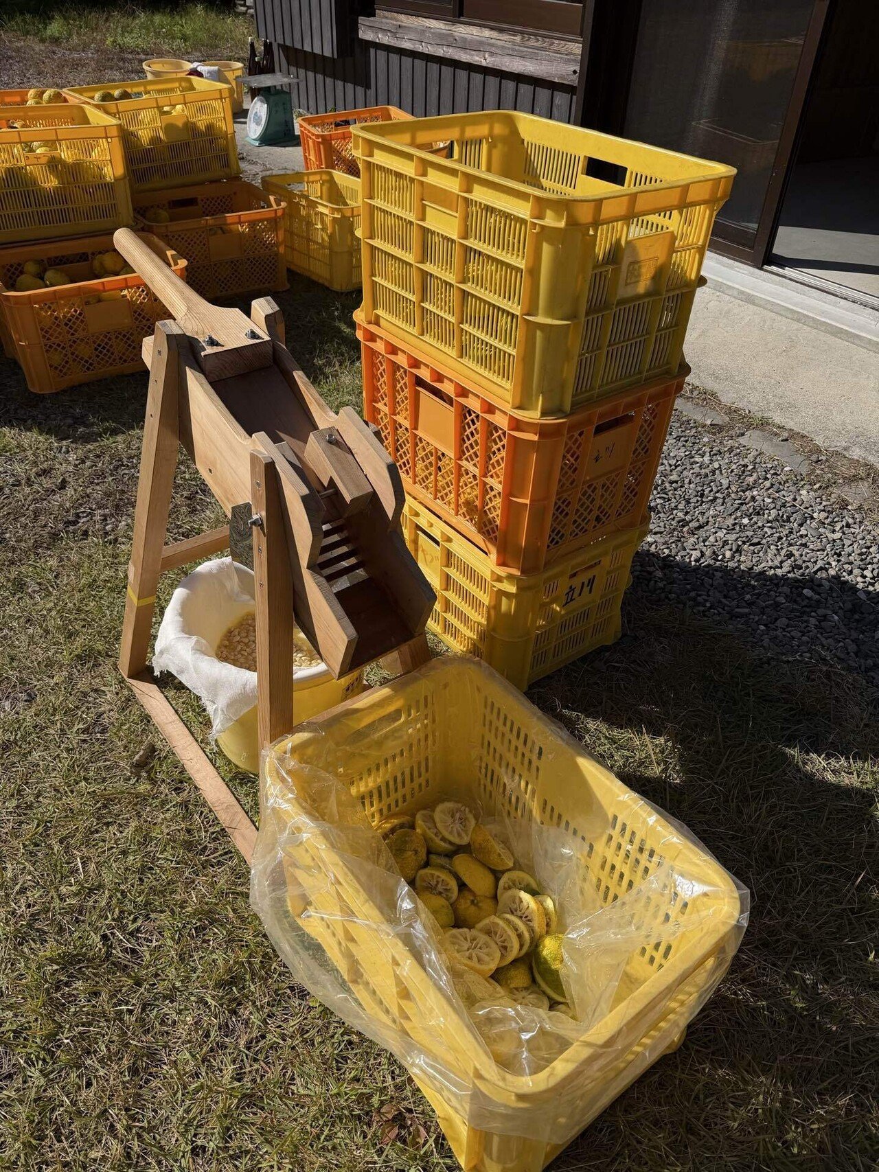 ゆず収穫とゆず搾り：暮らしにゆずの木プロジェクト⑦｜きっとくらす