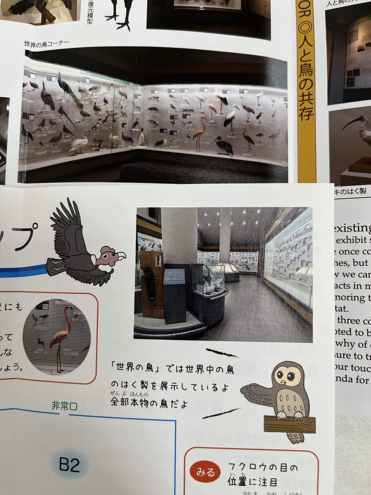 我孫子市立鳥の博物館｜poppo_panda22