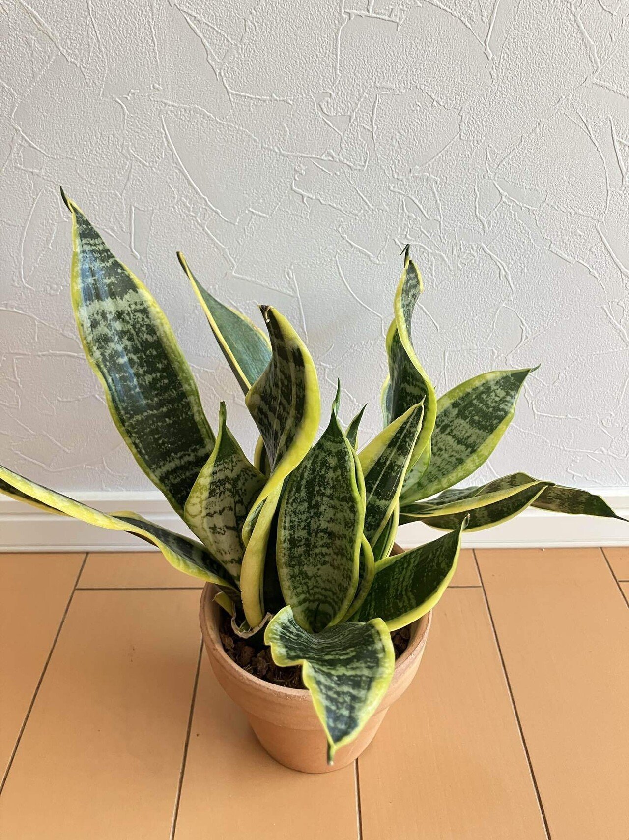 スキ発見！》サンセベリア・コンパクタ観察日記 #11 《もっと鋭利な棘