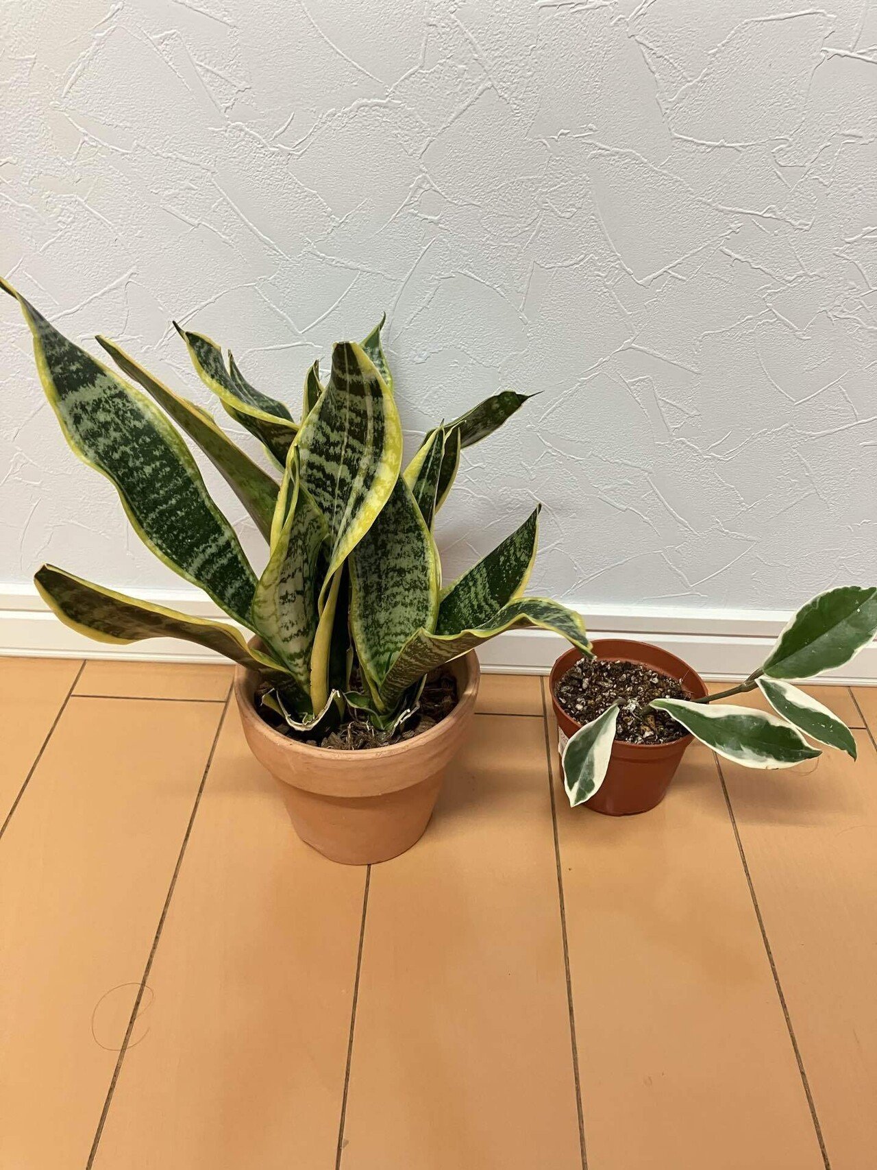 スキ発見！》サンセベリア・コンパクタ観察日記 #11 《もっと鋭利な棘