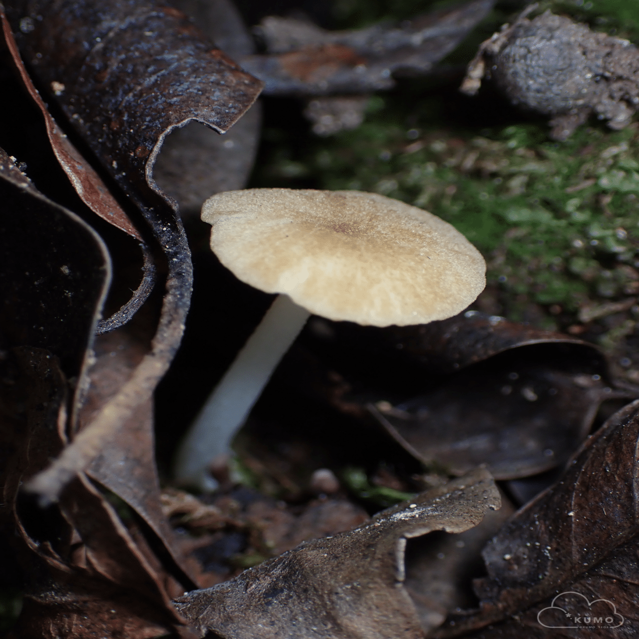 8/3 冬虫夏草・昆虫・その他自然観察｜くもさん