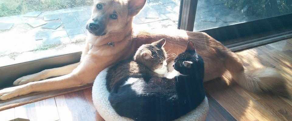 殺処分ゼロ の裏に隠れた大きな課題 猫の地域経済研究所 ネコノミーラボ