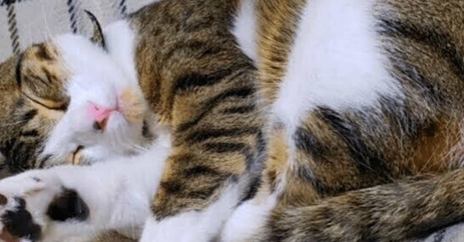 猫アレルギー女子の根性がすごかった話｜hero（ヒロ）