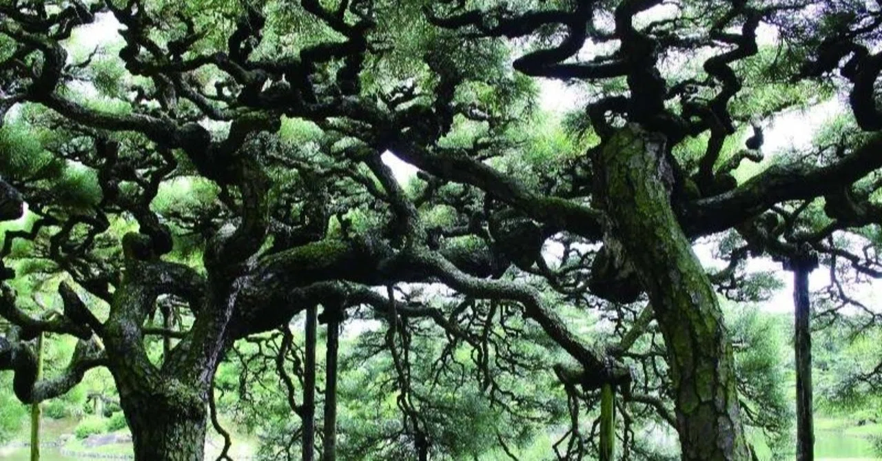日本庭園から見る中国文化③④～植栽～・～景物～｜『和華』（日中文化