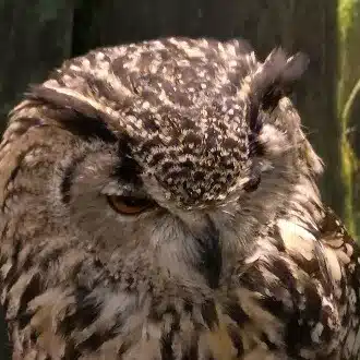 門割冬江