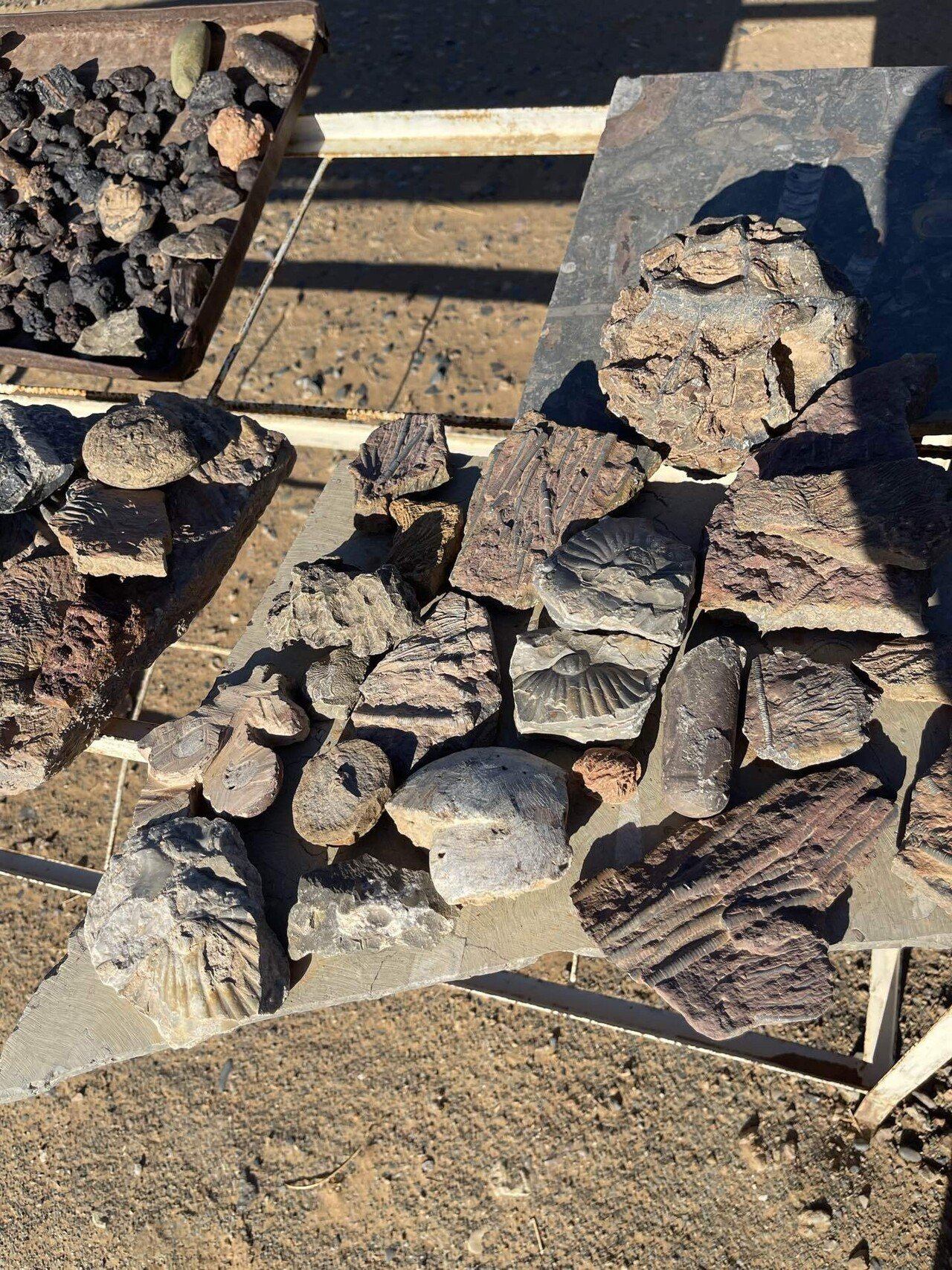 砂漠の薔薇、化石は語る、かつて海だった場所｜微笑む宝石