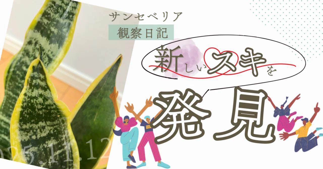 スキ発見！》サンセベリア・コンパクタ観察日記 #11 《もっと鋭利な棘