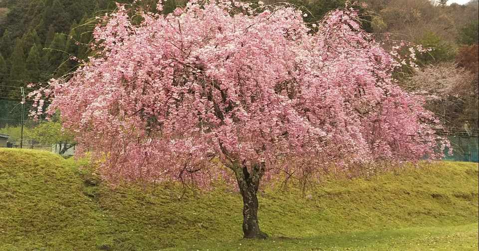 桜の花と桜の木 桜の根っこ 前編 とっ子ちゃん Note