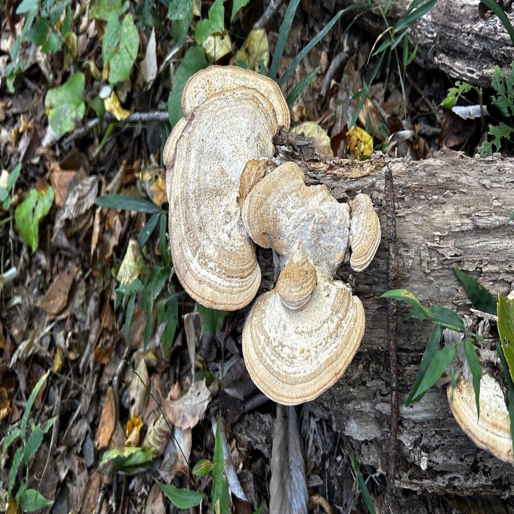 ハカワラタケ｜mori