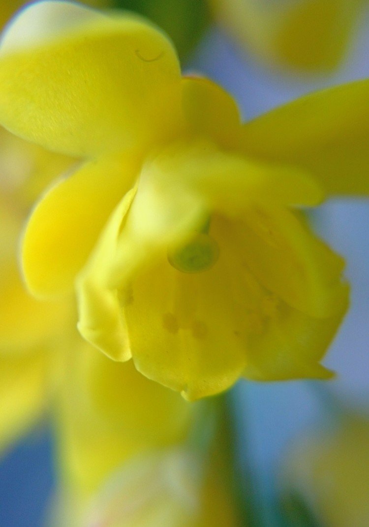 ヒイラギナンテントウナンテンの花言葉愛は増すばかり の新着タグ記事一覧 Note つくる つながる とどける