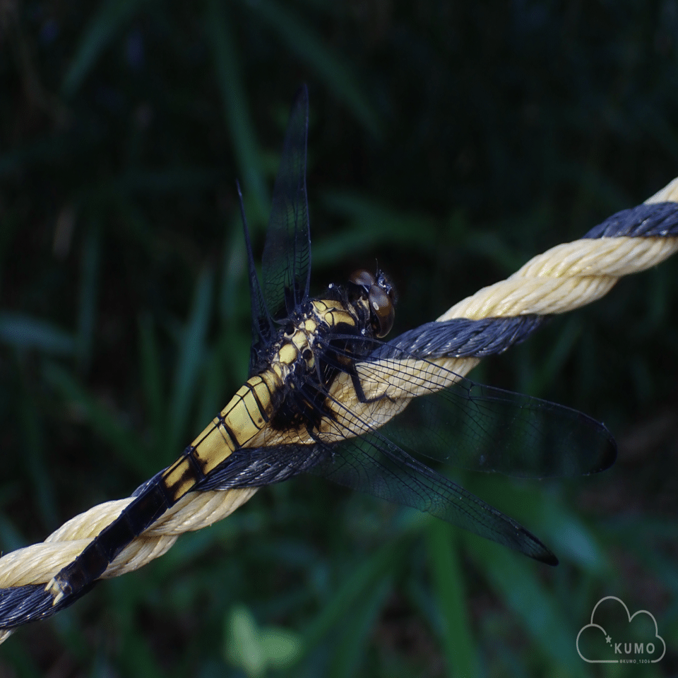 8/3 冬虫夏草・昆虫・その他自然観察｜くもさん