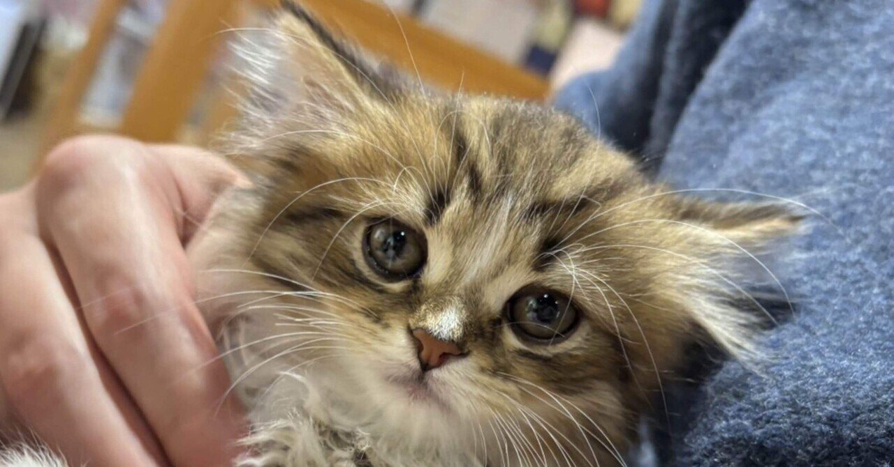 猫種『ミヌエット』について、猫博士AIに訊いてみた｜蟒蛇 来都（うわばみ らいと）, image size:1280x670