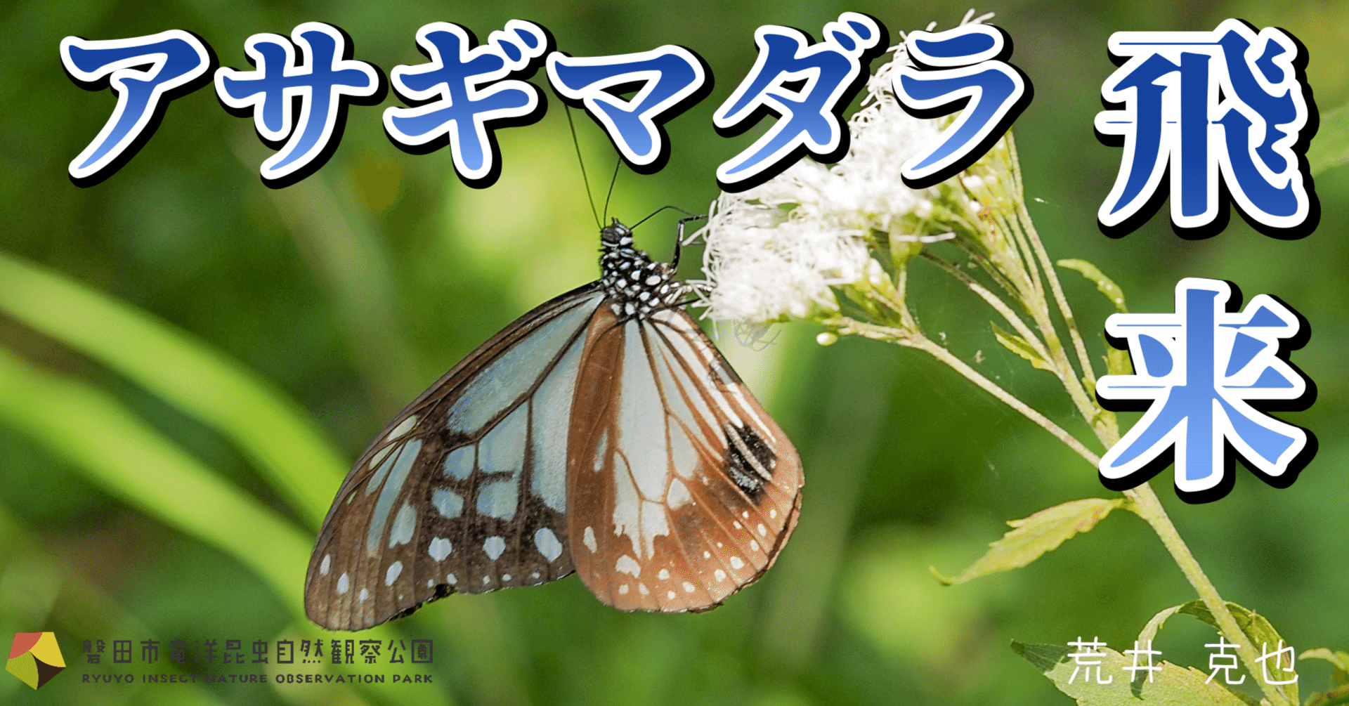 美しいチョウ「アサギマダラ」がやってきた。｜竜洋昆虫自然観察公園