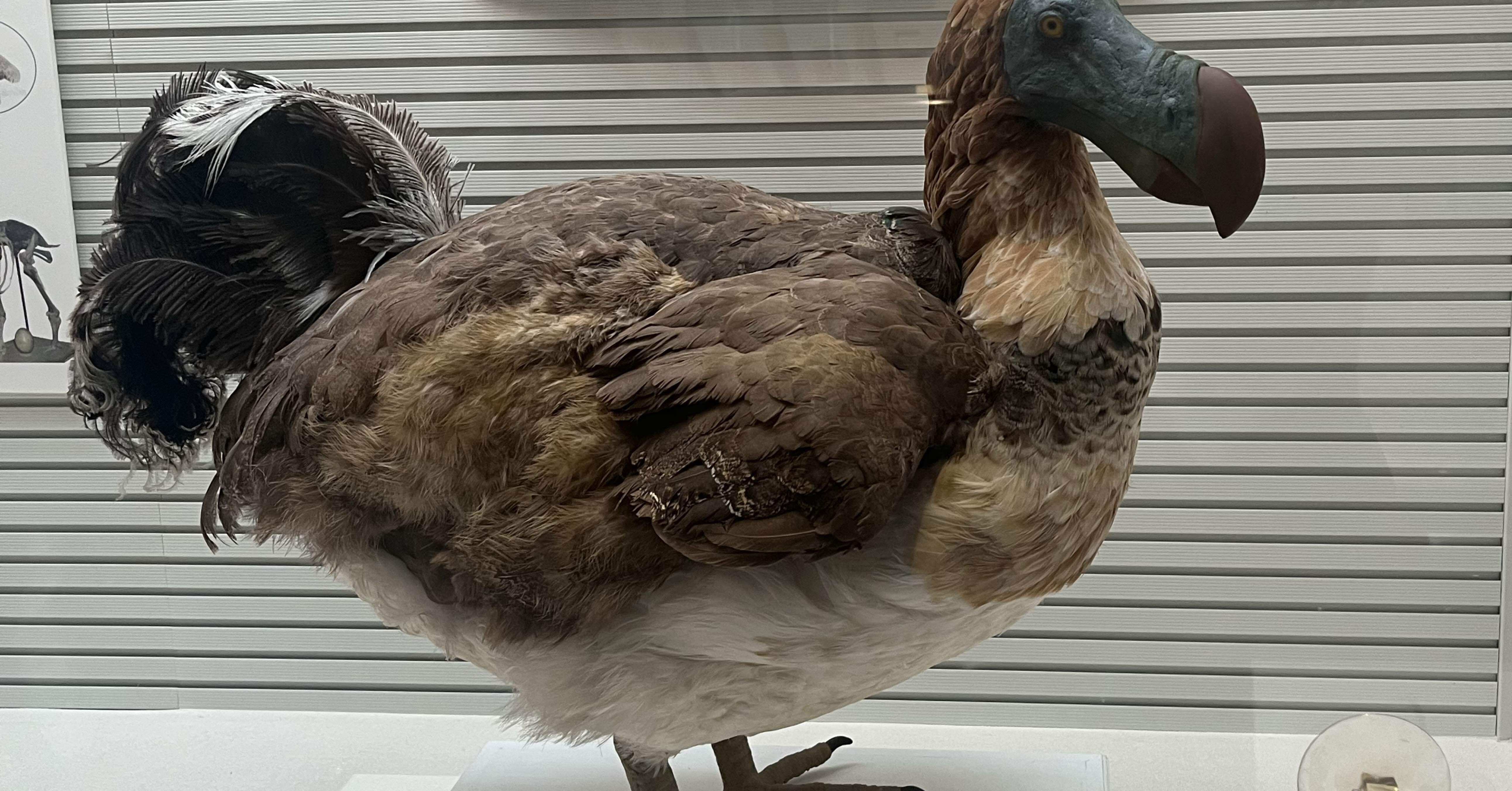 我孫子市立鳥の博物館｜poppo_panda22