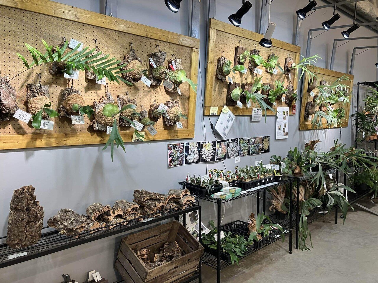 絶対行きたい！ビカクシダが買えるお店（東京とその近郊編）｜ななな