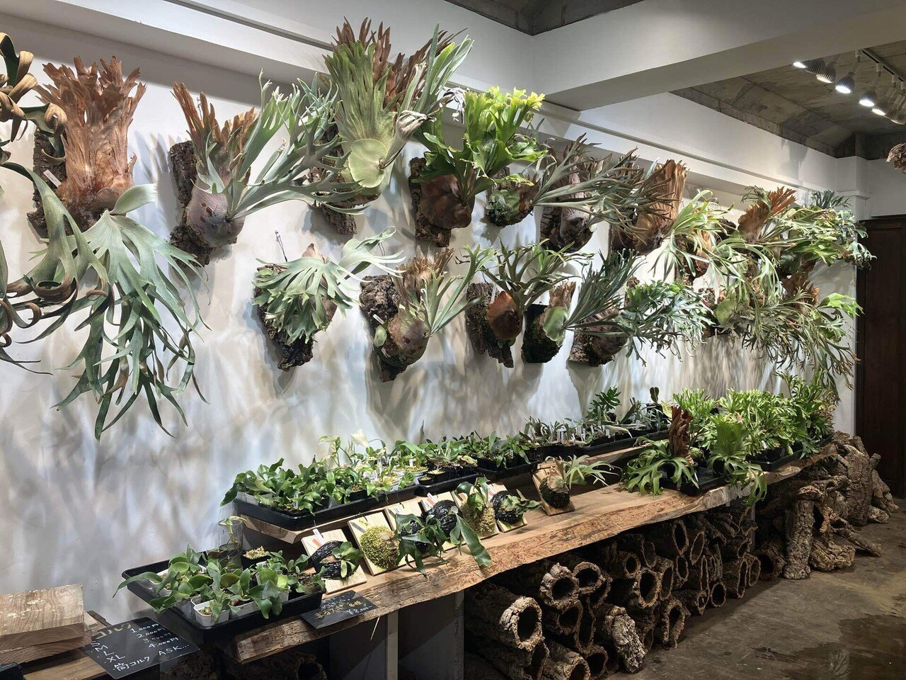 絶対行きたい！ビカクシダが買えるお店（東京とその近郊編）｜ななな