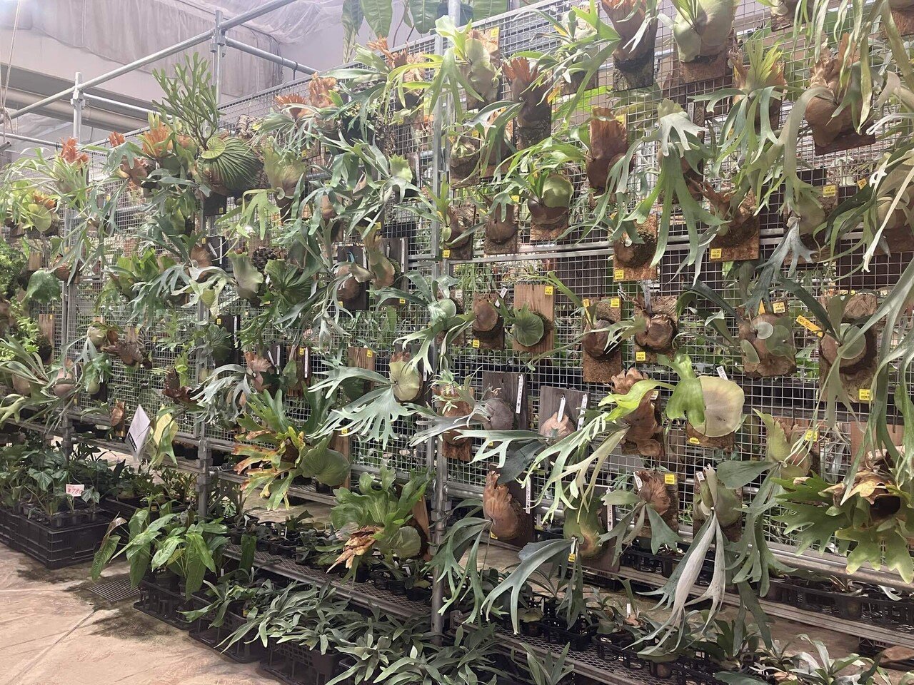 ビカクショップ ビカクショップ | アサイーボウルとビカクシダのお店 (@bikakushop