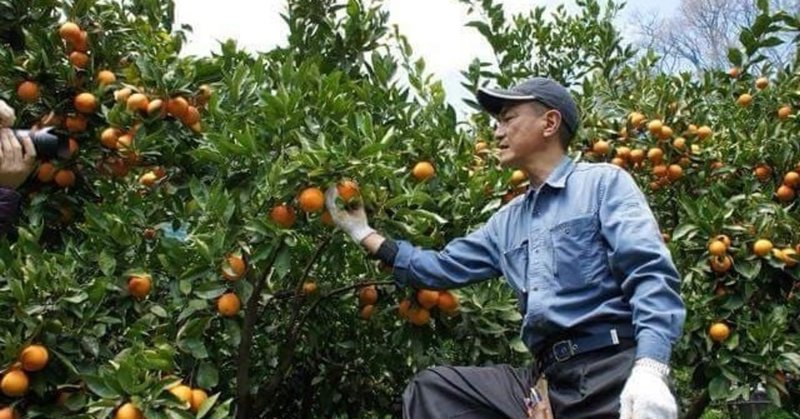 児玉さんが熱を注ぐ魔法の果実"ブラッドオレンジ"。その情熱が紡ぐ未来とは。