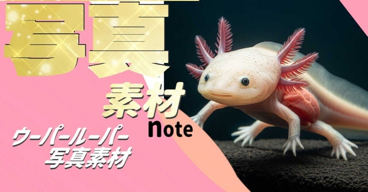 ウーパールーパー様 ウーパールーパー 写真素材｜写真素材