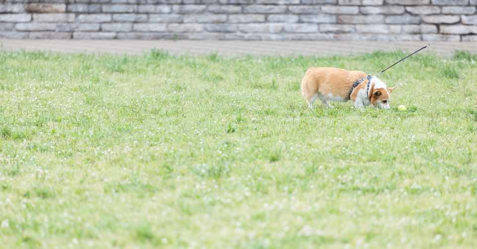 犬のリードや首輪ってどんなものがいいの Natsuko I ヨコハマドッグアカデミー Note