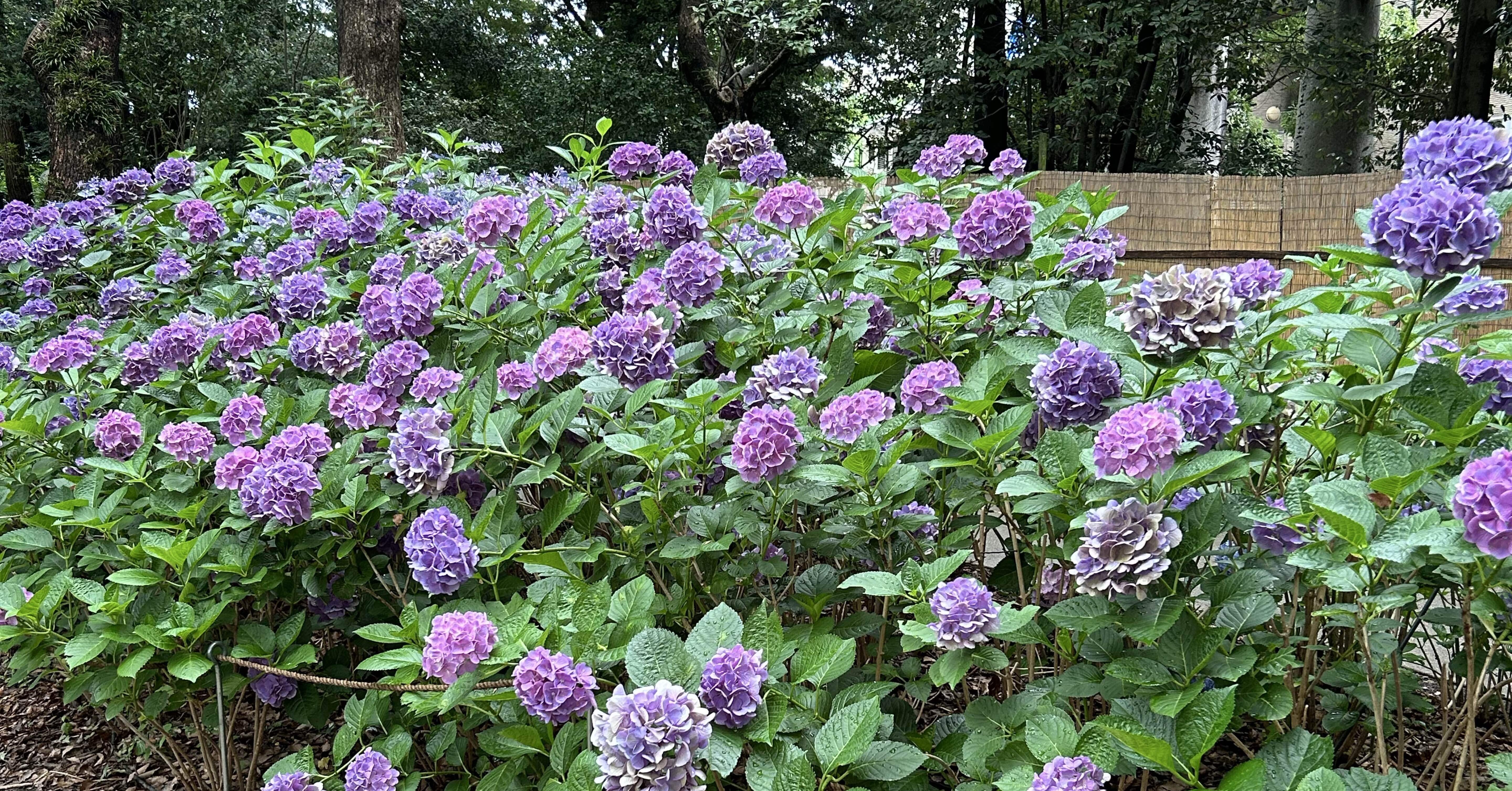 筥崎宮あじさい苑と、あじさいトリビア｜ミステリアス 福岡