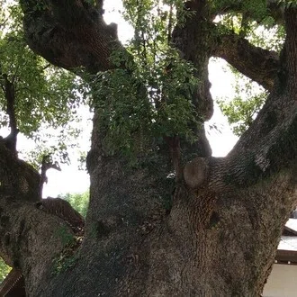 きゅう